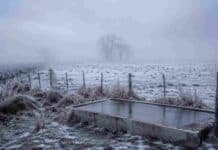 El SMN declaró alerta roja en Santa Cruz y amarilla en Chubut y Tierra del Fuego por frío extremo Campo rural cubierto de escarcha, con bebedero congelado, alambrados y niebla durante una jornada de frío extremo.