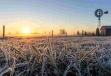 Temperaturas extremas: qué provincias están bajo alerta por frío Campo argentino cubierto por una intensa helada al amanecer, con pastizales escarchados, molino y niebla, representando un evento de frío extremo.
