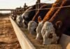 Resistencia antimicrobiana: la ganadería acelera el reemplazo de antibióticos promotores Bovinos alimentándose en un feedlot con comedero de granos, representando sistemas de producción ganadera intensiva y nutrición animal.