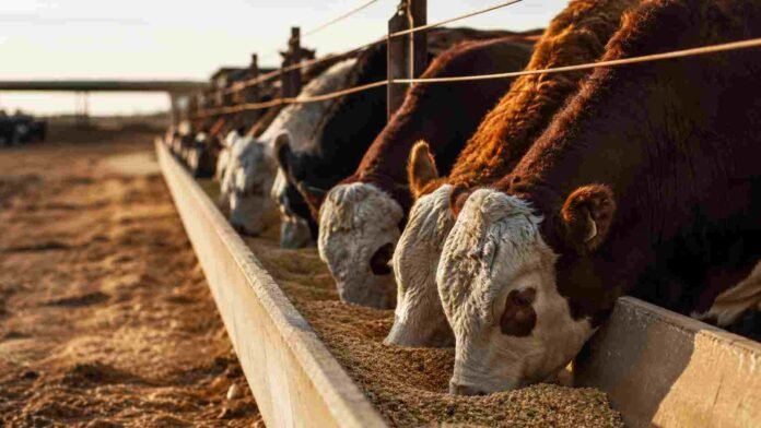 ganaderia-alimentacion-feedlot-ruralnet Bovinos alimentándose en un feedlot con comedero de granos, representando sistemas de producción ganadera intensiva y nutrición animal.