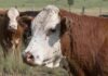 Garrapata bovina: dividen el país en zonas y modifican el traslado de hacienda Primer plano de una vaca en un campo con garrapatas visibles sobre el cuello y la cabeza, mientras otros bovinos se observan al fondo.