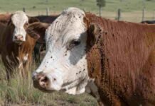 Garrapata bovina: dividen el país en zonas y modifican el traslado de hacienda Primer plano de una vaca en un campo con garrapatas visibles sobre el cuello y la cabeza, mientras otros bovinos se observan al fondo.