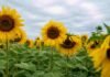 El congreso de girasol que arrancó en Argentina cruza el río: Puro Girasol llega a Uruguay el 13 de agosto Campo de girasoles en plena floración bajo un cielo nublado, con flores amarillas en primer plano y enfoque profundo en un paisaje agrícola.