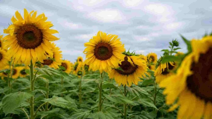 girasoles-cultivo-cielo-nublado-ruralnet Campo de girasoles en plena floración bajo un cielo nublado, con flores amarillas en primer plano y enfoque profundo en un paisaje agrícola.