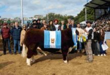 Hereford brilló en Palermo: genética de elite y ventas millonarias Gran Campeón Macho Hereford de Cabaña San Marón junto a sus criadores en la pista de la Exposición Rural de Palermo.