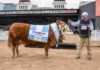 Expo Rural 2026: estos son los campeones Limousin Blondies Secada T/E, Gran Campeona Hembra Limousin de Los Ombúes, junto a su cabañero en la Expo Rural de Palermo 2026.