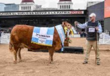 Expo Rural 2026: estos son los campeones Limousin Blondies Secada T/E, Gran Campeona Hembra Limousin de Los Ombúes, junto a su cabañero en la Expo Rural de Palermo 2026.