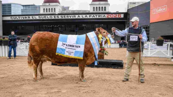 Blondies Secada T/E, Gran Campeona Hembra Limousin de Los Ombúes, junto a su cabañero en la Expo Rural de Palermo 2026.
