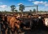 El Mercado Agroganadero publicó los precios definitivos por categoría Lote de hacienda vacuna reunido en un corral rural antes de su comercialización.