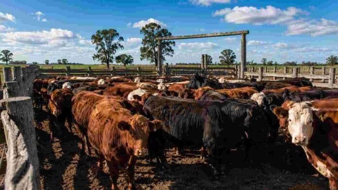 Lote de hacienda vacuna reunido en un corral rural antes de su comercialización.