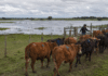 SENASA alerta a productores: documentación al día y hacienda en zonas altas Rodeo bovino trasladado hacia un corral en un campo anegado ante el riesgo de inundaciones por El Niño.