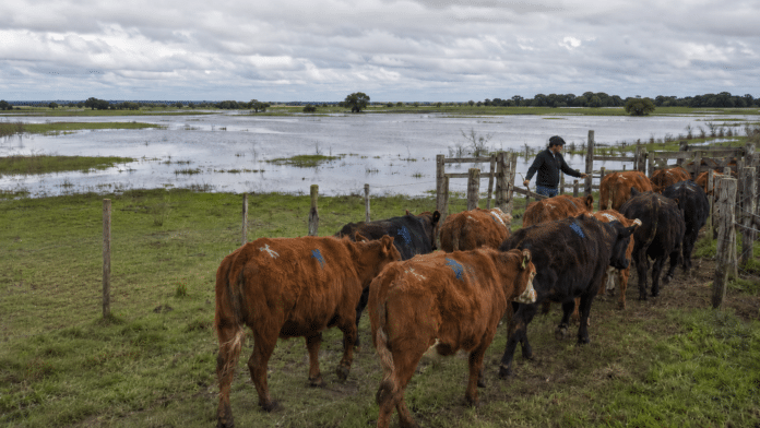 Rodeo bovino trasladado hacia un corral en un campo anegado ante el riesgo de inundaciones por El Niño.