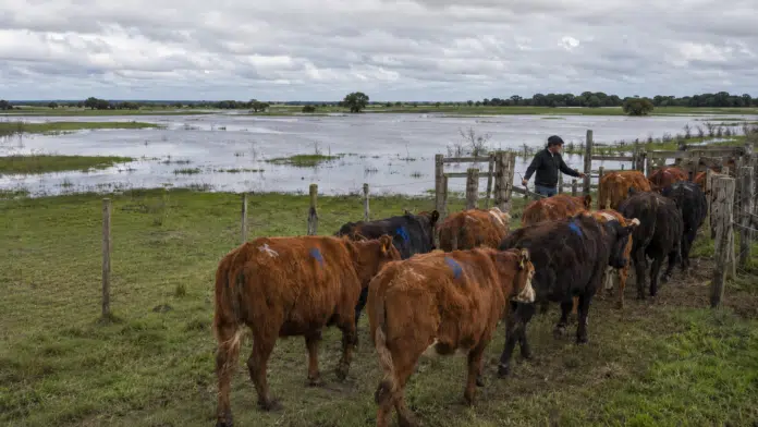 Rodeo bovino trasladado hacia un corral en un campo anegado ante el riesgo de inundaciones por El Niño.