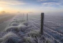 Mínimas de hasta -3°C y heladas generalizadas: cómo estará el tiempo del jueves 2 al sábado 4 de julio Pastizal cubierto por una intensa helada junto a un camino rural en la llanura pampeana argentina, con alambrado escarchado, neblina densa y luz invernal de la mañana iluminando el paisaje.