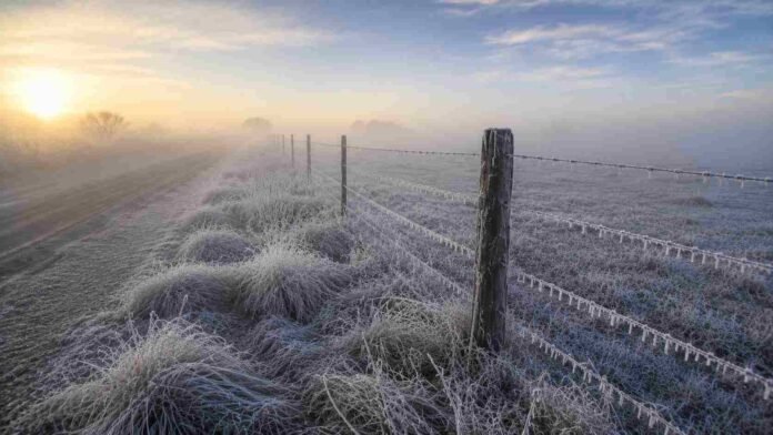 helada-intensa-camino-rural-pastizal-neblina-invierno-ruralnet Pastizal cubierto por una intensa helada junto a un camino rural en la llanura pampeana argentina, con alambrado escarchado, neblina densa y luz invernal de la mañana iluminando el paisaje.