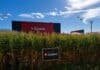 Aapresid 2026: ILLINOIS presenta sus híbridos de maíz Lote de maíz junto al espacio de ILLINOIS Semillas durante una exposición agropecuaria.