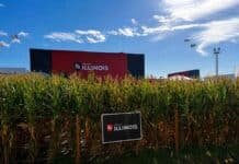 Aapresid 2026: ILLINOIS presenta sus híbridos de maíz Lote de maíz junto al espacio de ILLINOIS Semillas durante una exposición agropecuaria.