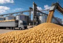 La industria sojera argentina cae al tercer puesto mundial en capacidad de molienda Planta de procesamiento y almacenamiento de soja con silos, cintas transportadoras, camión y granos en primer plano.
