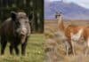 Buscan controlar al jabalí y sumar nuevas carnes al mercado formal Jabalí europeo y guanaco en sus ambientes naturales, especies incluidas en el proyecto de faena y comercialización de Río Negro.