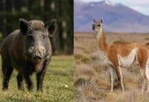 Buscan controlar al jabalí y sumar nuevas carnes al mercado formal Jabalí europeo y guanaco en sus ambientes naturales, especies incluidas en el proyecto de faena y comercialización de Río Negro.