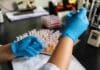 700.000 dosis por año y 30 años de historia: el laboratorio del INTA que es referencia mundial en tristeza bovina se renovó Personal de laboratorio prepara y analiza muestras vinculadas a la vacunación contra la tristeza bovina.