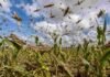 Una resolución oficial integró al SENASA a la red que coordina la respuesta del Estado ante catástrofes Enjambre de langostas alimentándose sobre un cultivo de maíz, con hojas severamente dañadas y numerosos insectos volando sobre el lote agrícola bajo un cielo parcialmente nublado
