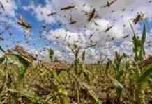 Una resolución oficial integró al SENASA a la red que coordina la respuesta del Estado ante catástrofes Enjambre de langostas alimentándose sobre un cultivo de maíz, con hojas severamente dañadas y numerosos insectos volando sobre el lote agrícola bajo un cielo parcialmente nublado