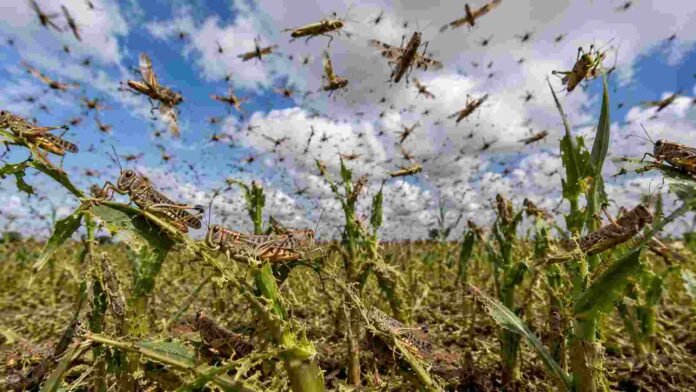Enjambre de langostas alimentándose sobre un cultivo de maíz, con hojas severamente dañadas y numerosos insectos volando sobre el lote agrícola bajo un cielo parcialmente nublado