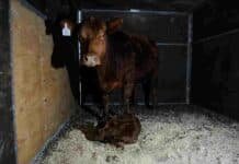 Palermo recibió a Lionela, la primera ternera de la muestra 2026 Ternera Limangus recién nacida junto a su madre en un box de la Expo Rural de Palermo.