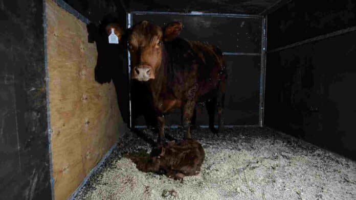 Ternera Limangus recién nacida junto a su madre en un box de la Expo Rural de Palermo.