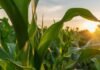 Campaña 2026/27: la genética será clave para sostener el rinde del maíz Plantas de maíz iluminadas por el sol al atardecer en un lote agrícola.