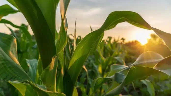 Plantas de maíz iluminadas por el sol al atardecer en un lote agrícola.