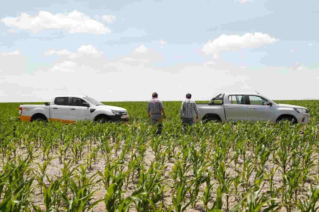Productores agropecuarios recorren un lote de maíz en crecimiento junto a camionetas durante una jornada de monitoreo y evaluación del cultivo en la región pampeana argentina.