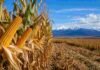 El INTA probó maíz en la Patagonia y los resultados sorprenden: hasta 8.850 kilos de grano en Santa Cruz y Chubut Cultivo de maíz en la Patagonia con montañas al fondo, representando los ensayos de híbridos precoces y ultra precoces que ampliaron la frontera agrícola para la producción de grano y forraje en el sur argentino.