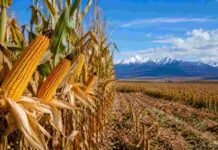 El INTA probó maíz en la Patagonia y los resultados sorprenden: hasta 8.850 kilos de grano en Santa Cruz y Chubut Cultivo de maíz en la Patagonia con montañas al fondo, representando los ensayos de híbridos precoces y ultra precoces que ampliaron la frontera agrícola para la producción de grano y forraje en el sur argentino.