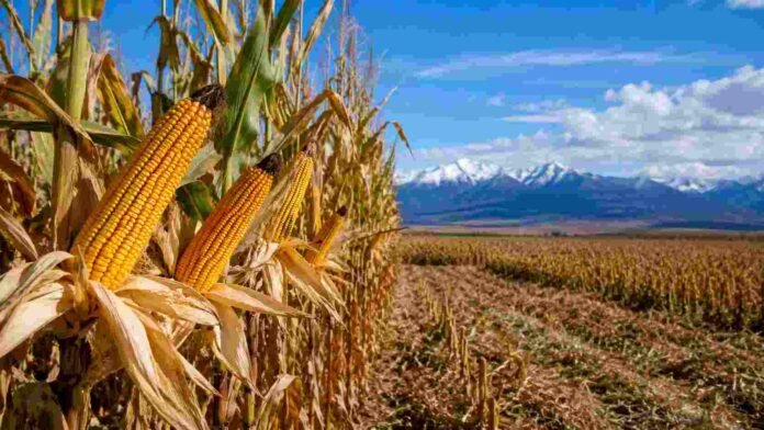 Cultivo de maíz en la Patagonia con montañas al fondo, representando los ensayos de híbridos precoces y ultra precoces que ampliaron la frontera agrícola para la producción de grano y forraje en el sur argentino.