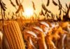 El maíz lidera la comercialización mientras la soja retrasa sus ventas Primer plano de una espiga de maíz madura y plantas de soja listas para cosecha, iluminadas por la luz dorada del atardecer en un campo agrícola argentino.