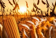 El maíz lidera la comercialización mientras la soja retrasa sus ventas Primer plano de una espiga de maíz madura y plantas de soja listas para cosecha, iluminadas por la luz dorada del atardecer en un campo agrícola argentino.
