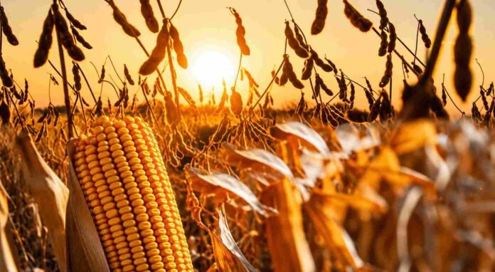 maiz-soja-madurez-atardecer-campo-argentino-ruralnet Primer plano de una espiga de maíz madura y plantas de soja listas para cosecha, iluminadas por la luz dorada del atardecer en un campo agrícola argentino.
