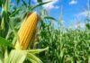 Nuevo maíz genéticamente modificado fue aprobado para su comercialización en Argentina Cultivo de maíz en primer plano con mazorca desarrollada y plantas verdes bajo cielo despejado, asociado a biotecnología agrícola.