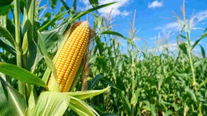 maiz-transgenico-aprobado-argentina-ruralnet Cultivo de maíz en primer plano con mazorca desarrollada y plantas verdes bajo cielo despejado, asociado a biotecnología agrícola.