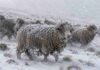 Ganadería bovina y ovina: advierten por lluvias, nieve y vientos de hasta 90 km/h en la Patagonia Majada de ovejas Merino en un campo nevado de la Patagonia, con viento fuerte y nieve acumulada sobre la lana.
