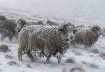 Ganadería bovina y ovina: advierten por lluvias, nieve y vientos de hasta 90 km/h en la Patagonia Majada de ovejas Merino en un campo nevado de la Patagonia, con viento fuerte y nieve acumulada sobre la lana.