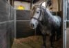 Un gigante manso: la familia que cría Percherones desde hace 40 años Caballo Percherón tordillo dentro de un box en la Exposición Rural de Palermo.