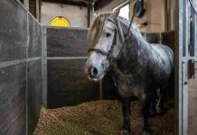 Un gigante manso: la familia que cría Percherones desde hace 40 años Caballo Percherón tordillo dentro de un box en la Exposición Rural de Palermo.