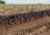 El INTA reveló cómo el manejo reorganiza el carbono del suelo Perfil de suelo agrícola con raíces, rastrojo y cultivos jóvenes que muestra los cambios en su estructura y en la protección del carbono.