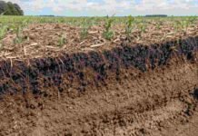 El INTA reveló cómo el manejo reorganiza el carbono del suelo Perfil de suelo agrícola con raíces, rastrojo y cultivos jóvenes que muestra los cambios en su estructura y en la protección del carbono.