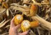 El rendimiento del maíz no se define en la cosecha: se construye desde el día que entra la sembradora Mazorcas de maíz maduras en un lote próximo a cosecha, con una mano sosteniendo espigas para evaluar el estado del cultivo.