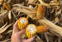 El rendimiento del maíz no se define en la cosecha: se construye desde el día que entra la sembradora Mazorcas de maíz maduras en un lote próximo a cosecha, con una mano sosteniendo espigas para evaluar el estado del cultivo.