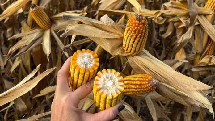 Mazorcas de maíz maduras en un lote próximo a cosecha, con una mano sosteniendo espigas para evaluar el estado del cultivo.